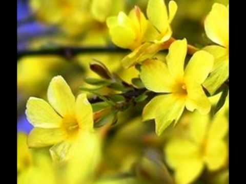 Fiore di san giuseppe giallo